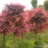 直銷園林工程綠化苗木 紅楓 紅楓樹 各種規(guī)格紅楓樹 切桿紅楓