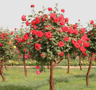 樹樁月季庭院盆栽花卉高桿樹樁 樹狀大花雙色月季花苗玫瑰樹苗
