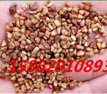 基地直銷黃刺玫種子紅刺玫種子黃薔薇種子紅刺玫玫瑰種子量大從優