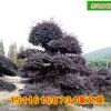 批發造形古樁 紅花繼木樁園林綠化工程苗木庭院精品