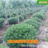 批發海棠球苗 工程采購市政園林綠化苗木精品造型