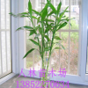 批發水培植物 富貴竹 轉運竹 寓意健康長壽 美化環境