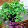 批發綠植盆栽植物常青藤 金邊 常春藤 家庭 辦公室桌面擺放