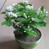 批發，盆栽茉莉花綠植 四季陸續開花 白色茉莉花苗 濃香植物