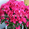 批發供應杜鵑花 杜鵑花苗 盆栽杜鵑花 帶花苞發貨