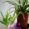 批發(fā) 吊蘭 金邊吊蘭 盆栽花卉 金心吊蘭 吸收甲醛 室內(nèi)盆栽