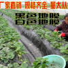 批發(fā)農(nóng)用黑地膜除草膜草莓專用黑地膜種花生西瓜白地膜果園農(nóng)作物