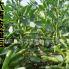 精選早熟大青皮蠶豆種子優(yōu)質(zhì)高產(chǎn)地栽蔬菜種子羅漢豆南豆批發(fā)豎豆