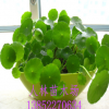 大量批發綠色水培植物 水生植物 銅錢草香菇草 盆栽 水體綠化