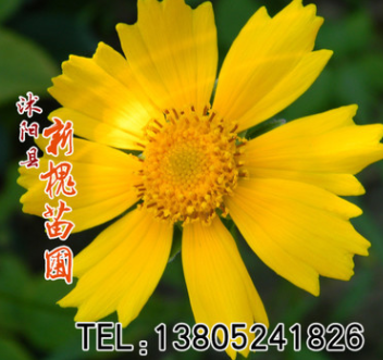 大花金雞菊 草本花卉種子 金雞菊種子 觀賞植物 園藝花卉