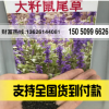 大籽藍(lán)花鼠尾草 粉花鼠尾草 喜溫暖及向陽(yáng)處 庭院花卉