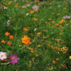 供應多年生野花組合種子 進口國產景觀花草種子