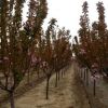 江蘇供應喬灌木嫁接紅櫻花白櫻花花地勁1-10厘米