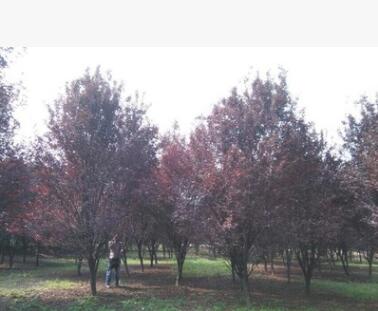 彩色苗木紅葉李 紫葉李1-10cm苗圃直銷價格優(yōu)惠江蘇紫葉李工程苗