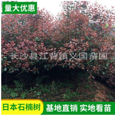 基地苗木批發紅葉石蘭 庭院綠化紅葉石楠樹 四季常青樹紅葉石楠