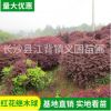 紅花繼木球 湖南長沙各種球類地被花灌木綠化配送