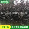 大量供應紅葉李苗木樹苗 工程苗綠化苗木紅葉李花苗