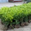 基地直銷灌木綠化金葉女貞 園林工程綠化金葉女貞小苗 綠籬叢生