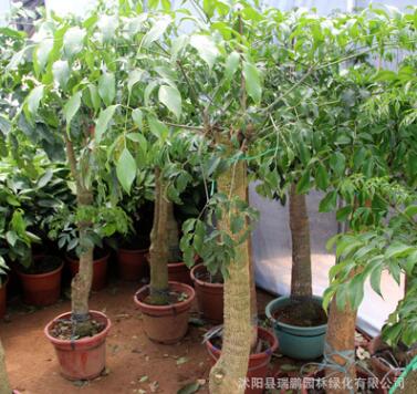 批發室內大型植物平安樹 幸福樹盆栽 平安樹