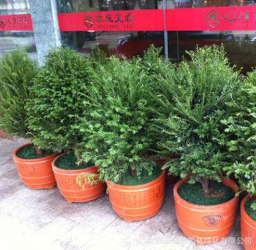 直銷高檔室內盆栽 紅豆杉盆栽 辦公室防輻射紅豆杉 吸收甲醛