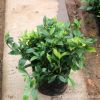 基地批發(fā)梔子花 盆栽 梔子花苗 室內(nèi)芳香植物