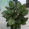 室內(nèi)觀葉植物 孔雀竹芋 盆栽 凈化空氣吸收甲醛