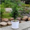 綠色植物紅豆杉防輻射盆景辦公室內(nèi)小盆栽黑金剛土培水養(yǎng)觀葉花卉