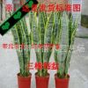 批發(fā) 虎尾蘭 虎皮蘭盆栽 盆景多肉植物盆栽