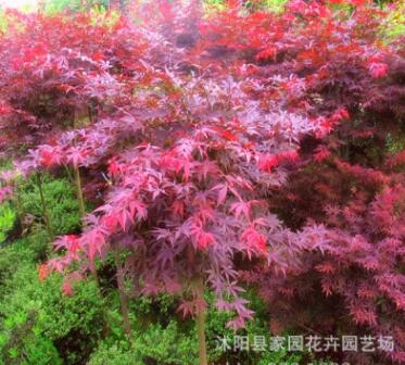 日本紅楓苗批發 園林綠化苗木 紅楓嫁接樹苗 紅楓小苗