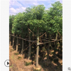 漳州市骨架香樟12公分供應 骨架香樟15公分供應 香樟基地規格齊全
