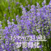 基地直銷 優質薰衣草 品種齊全 觀花植物 薰衣草苗 量大優惠