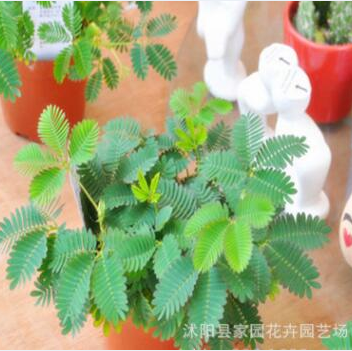 四季香菜種子 盆栽蔬菜種子 陽臺種菜 芫荽種子