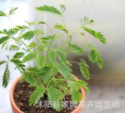 批發(fā)含羞草種子 盆栽花卉種子 草花種子含羞草花 害羞草種子