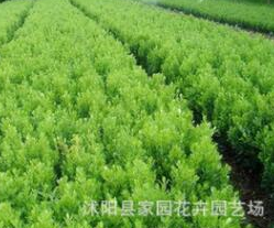 苗圃直銷 批發 瓜子黃楊苗 小葉黃楊 瓜子黃楊球 綠化工程苗