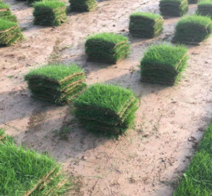 綠化小區別墅園林庭院河道護坡滑草場四季青草坪草皮草籽草種批發