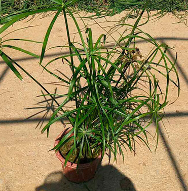 濕地綠化基地直供優(yōu)質(zhì)旱傘草 精品旱傘草盆苗批發(fā) 凈化水質(zhì)