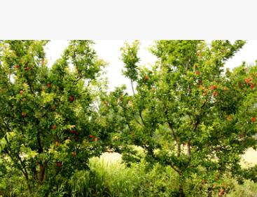 供應魏老師科研成果軟籽石榴樹苗