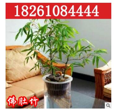 批發銷售觀賞竹子 佛肚竹 狀如佛肚形狀奇特精品盆景室內植物盆栽
