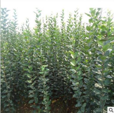 蘋果樹基地出售綠冠蘋果樹 2年生樹苗3年生樹苗當年可結果樹苗