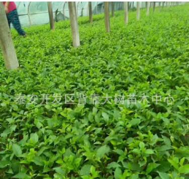 供應大櫻桃苗美早櫻桃樹苗2公分直徑櫻桃樹苗種植