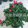 供應(yīng)高檔室內(nèi)盆栽花卉 杜鵑花苗 盆栽杜鵑花 盆景杜鵑花