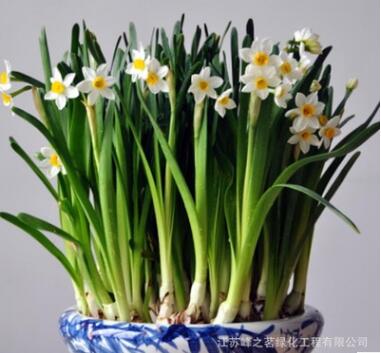 水仙花種球 辦公室水培植物彩色洋水仙 當年開花