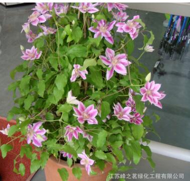 供應優質觀花鐵線蓮種球植物 庭院盆栽攀援花卉綠植