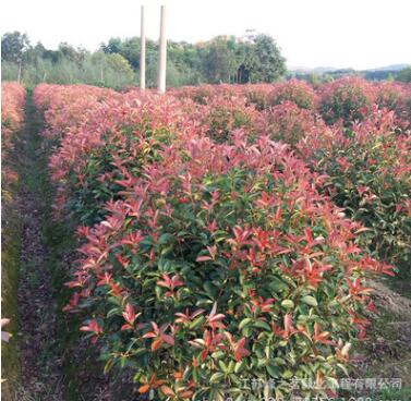 批發供應工程綠化紅葉石楠苗木 紅葉石楠球樹苗