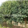 大葉女貞 綠化苗木 常綠植物 高桿女貞樹苗 規(guī)格齊全