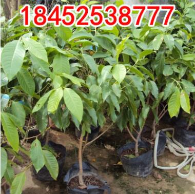 嫁接白蘭花樹苗盆栽包郵正宗黃桷蘭花苗綠植室內濃香型花卉除甲醛