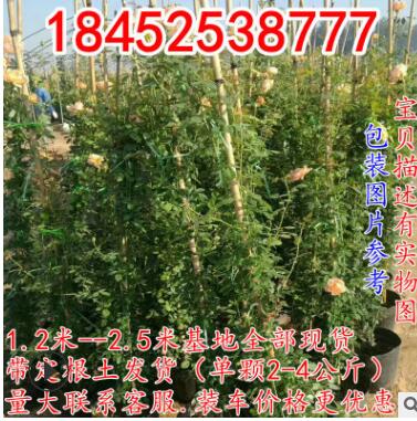 庭院綠化歐月苗爬墻植物爬藤薔薇月季花苗紫袍玉帶月季苗攀援花卉