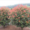 大量供應綠化喬木高桿紅葉石楠樹、石楠苗木