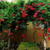 批發(fā)進(jìn)口品種美國凌霄花苗-陽臺庭院綠化攀緣植物生長速度快