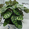 室內觀葉植物 孔雀竹芋 盆栽 凈化空氣吸收甲醛 基地直銷貓眼竹芋